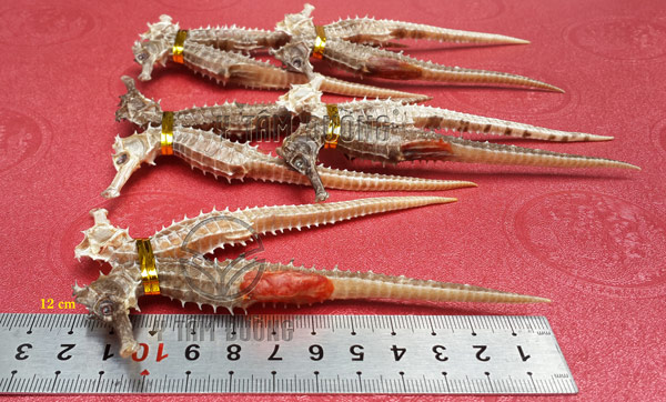 Cá ngưa khô loại TỐT - 1cặp dài từ 11cm-15cm