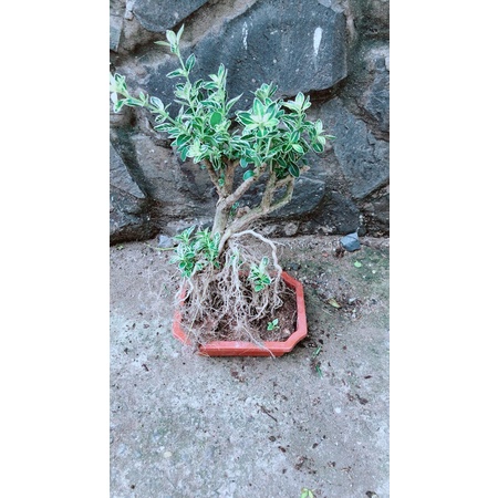 Bạch Tuyết Mai Bonsai