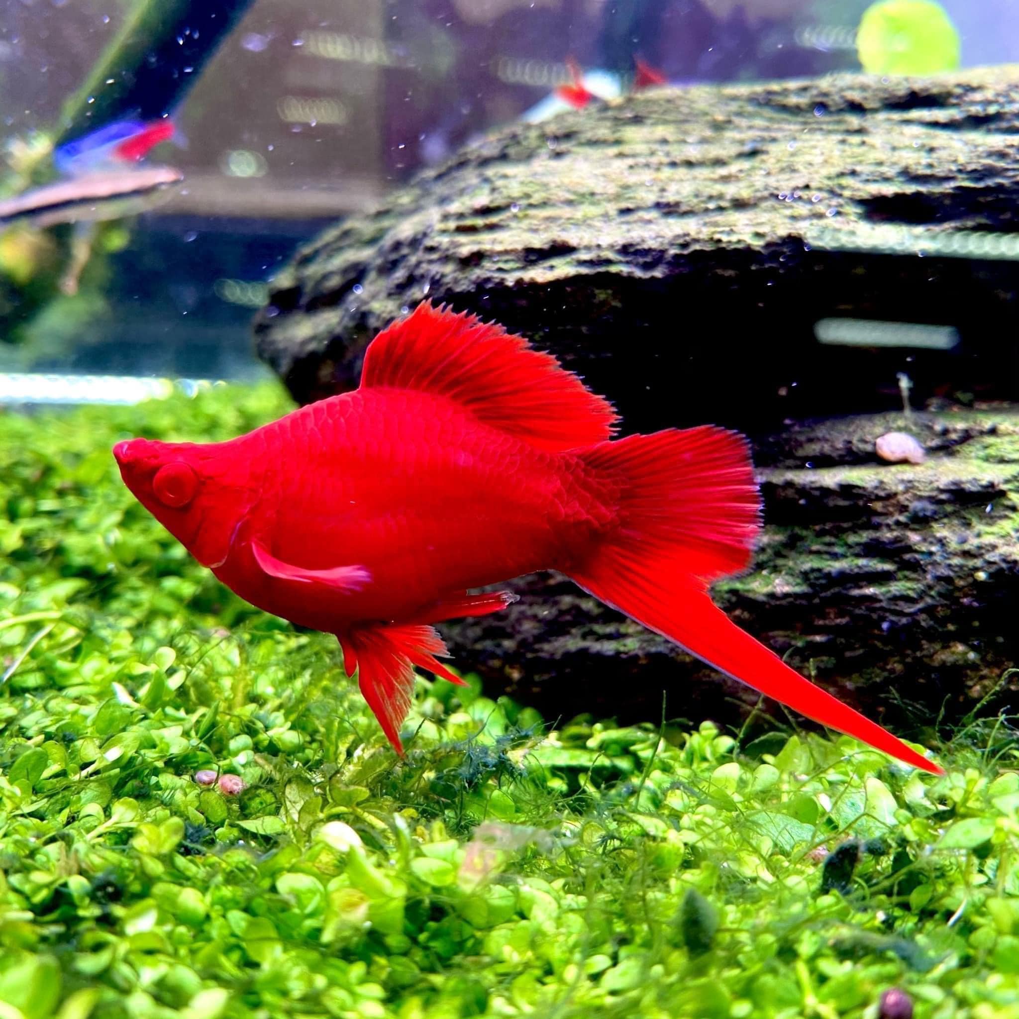 20g Thức ăn chuyên dụng cho Betta và guppy