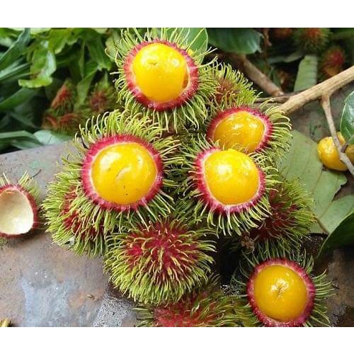 CÂY GIỐNG CHÔM CHÔM THÁI LÙN RUỘT VÀNG ( cây ghép chuẩn )