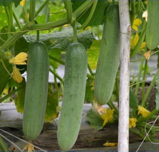 Hạt giống dưa leo cao sản Thái Lan