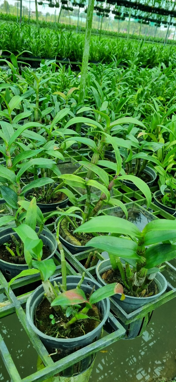 HOA LAN DAZANG HỒNG XƯA