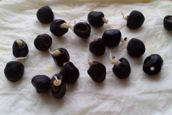 Hạt Giống Cây Chuối Đỏ (  Chuối Dacca ) - Gói 3 hạt - KNS