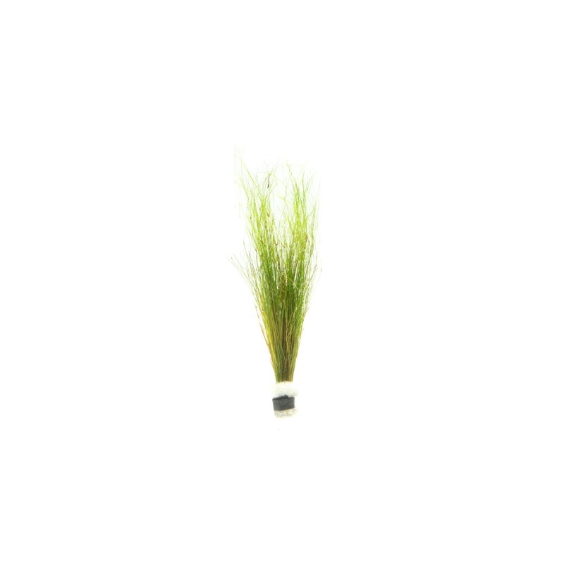 Eleocharis Vivipara - Cây Cỏ Tóc - Cây Trang Trí