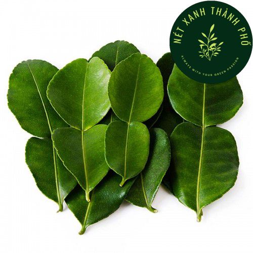 [GIAO HÀNG 2 GIỜ] Hạt giống Chanh Thái, Kaffir lime, chanh chúc, 10 hạt