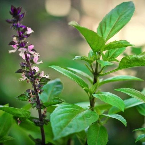 Hạt Giống Rau Quế Lá To Thơm Ngon (10gr)