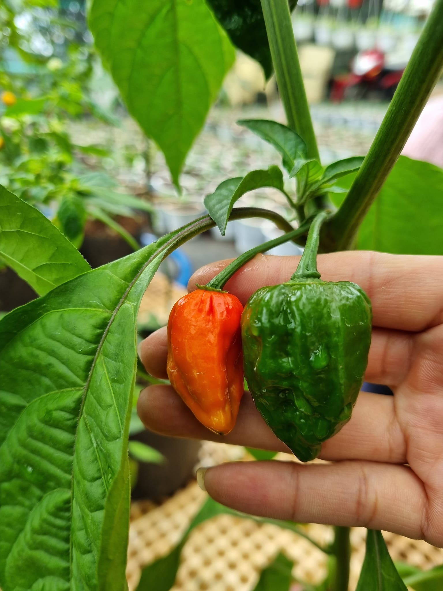 Cây ớt siêu cay Habanero Mexico