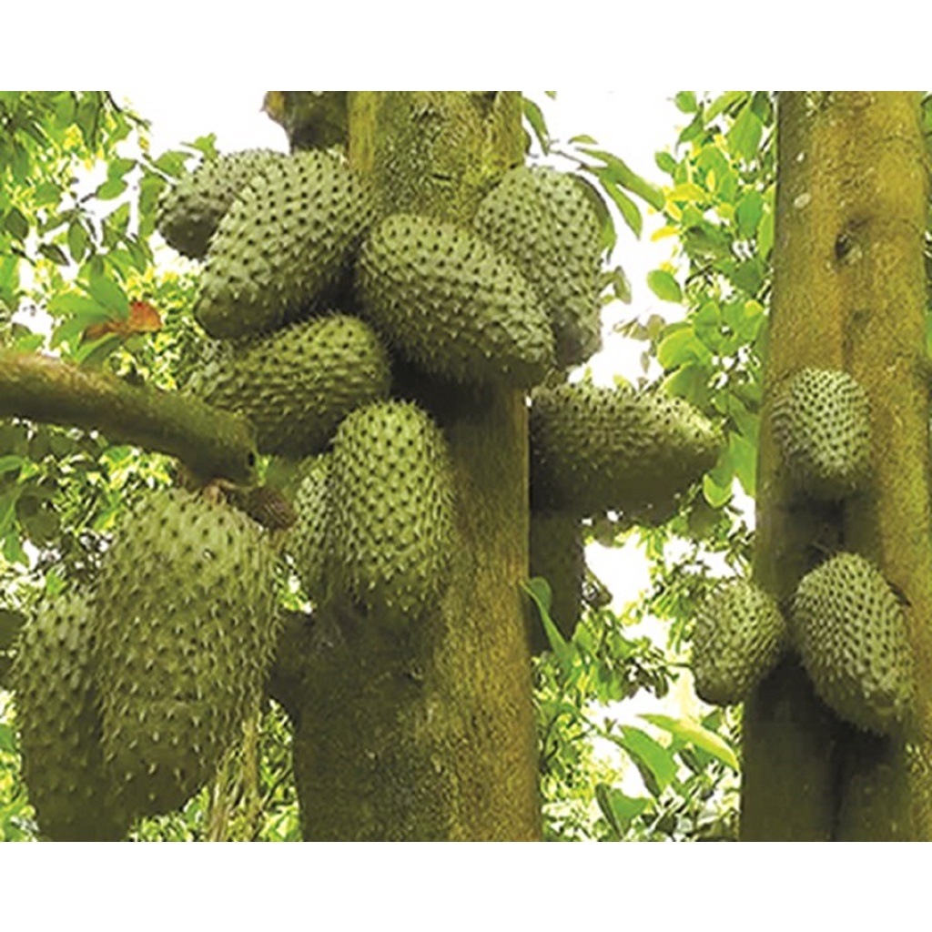 cây giống mãng cầu xiêm (được kiểm tra hàng )