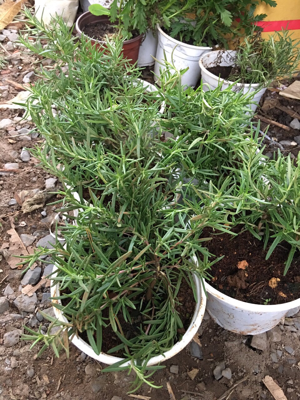 Chậu cây hương thảo cây bụi lớn - Rosemary - Rosmarinus officinalis L.
