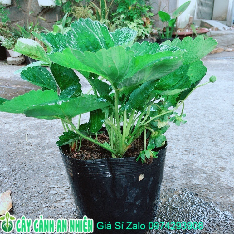 Cây dâu tây