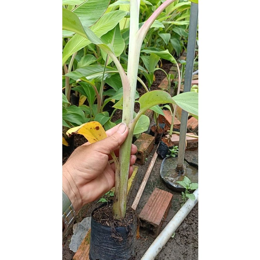 Cây giống Chuối Sứ [còn gọi là Chuối Mốc, chuối xiêm ] _CÂY GIỐNG ĐỨC MẠNH