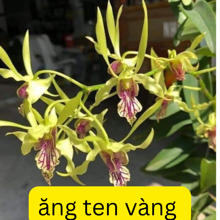 Lan denro nắng ăng ten vàng hàng cây giống rẻ khỏe