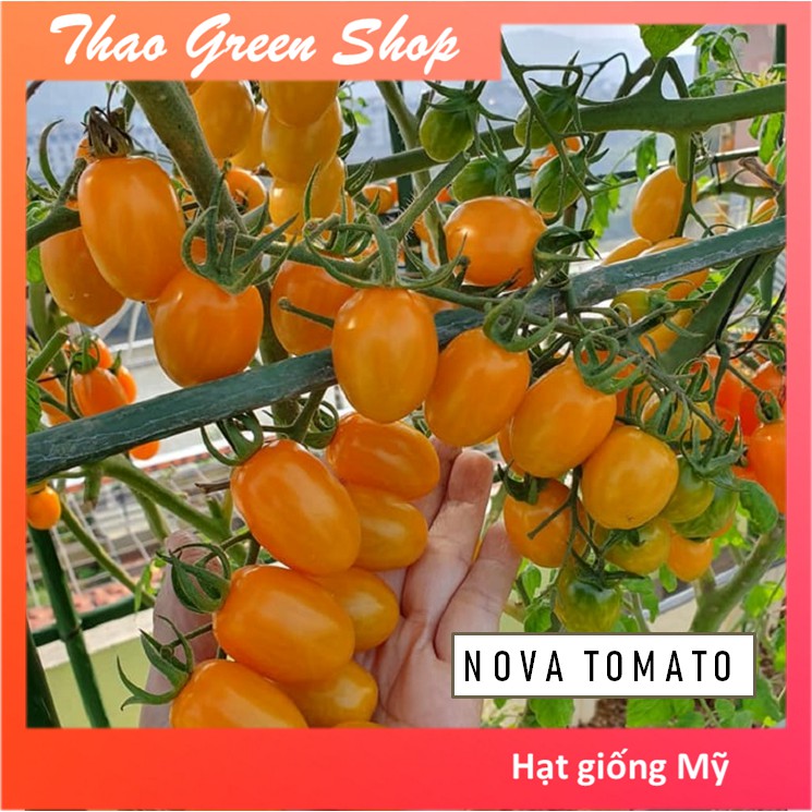 Hạt giống Cà Chua Trái Cây Nova