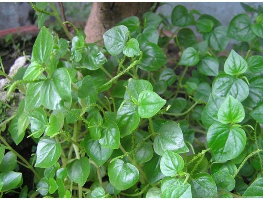 Hạt Giống Rau Càng Cua  0,5gr/gói