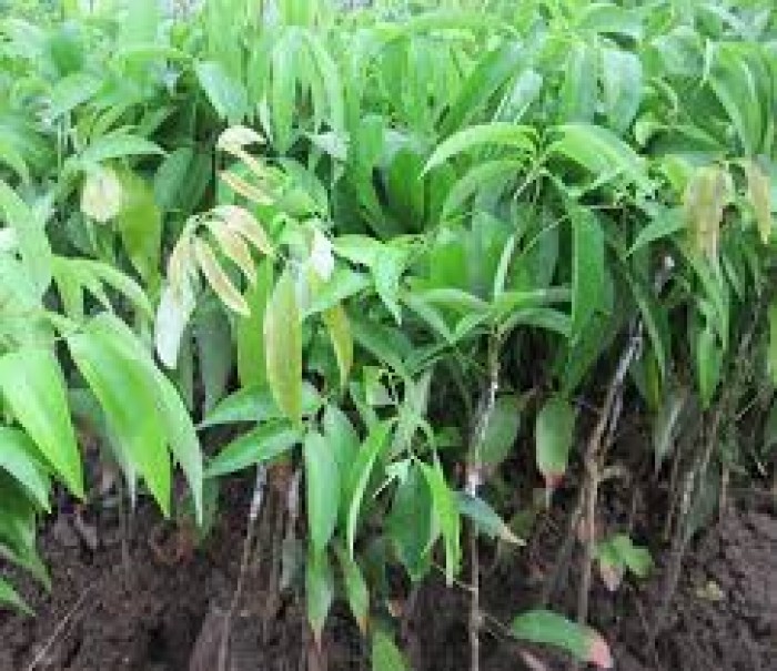 Cây vải thiều không hạt cấy mô