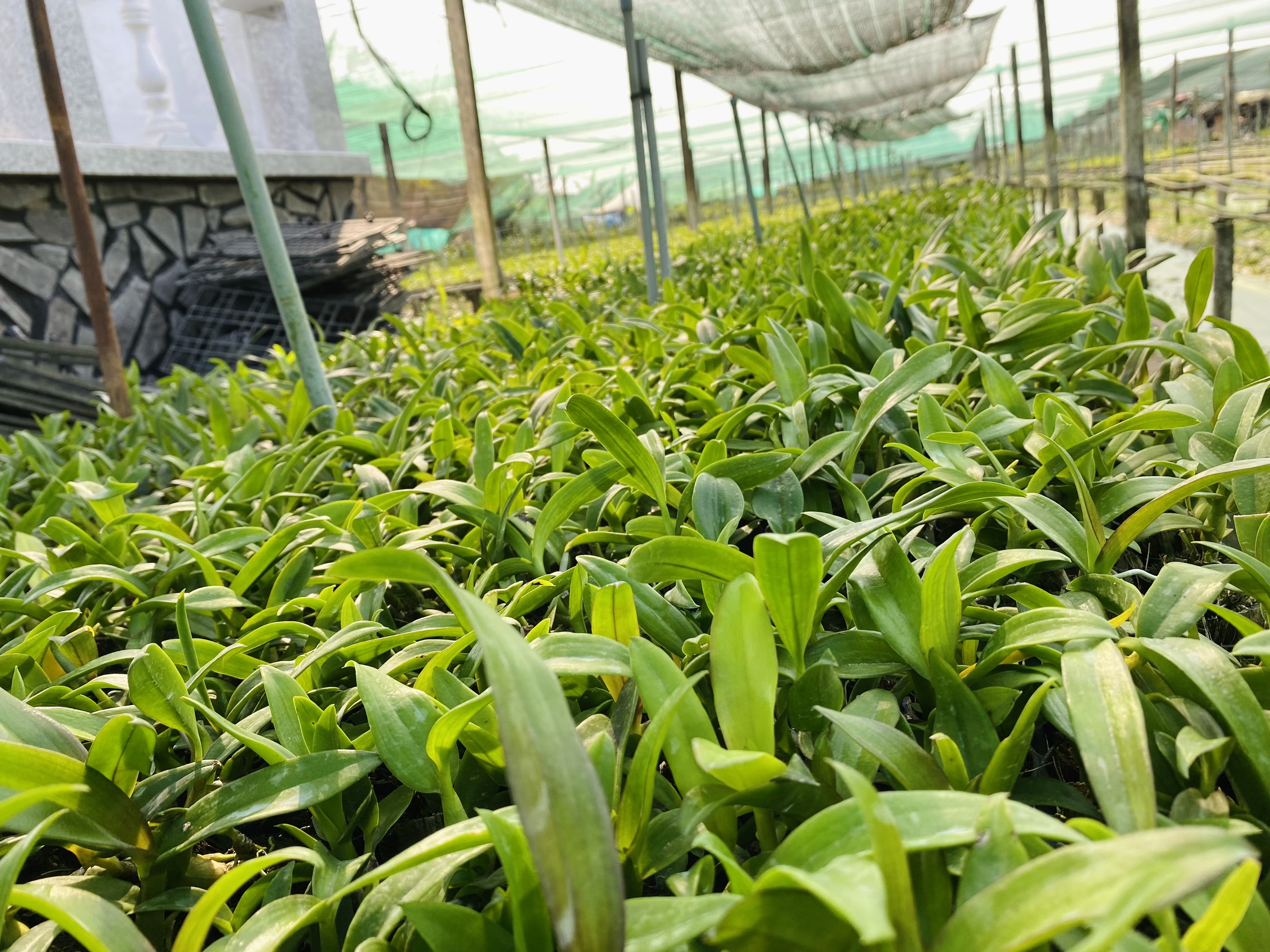 LAN DENRO THỎ ĐỎ KIÊN GIANG CÂY GIỐNG