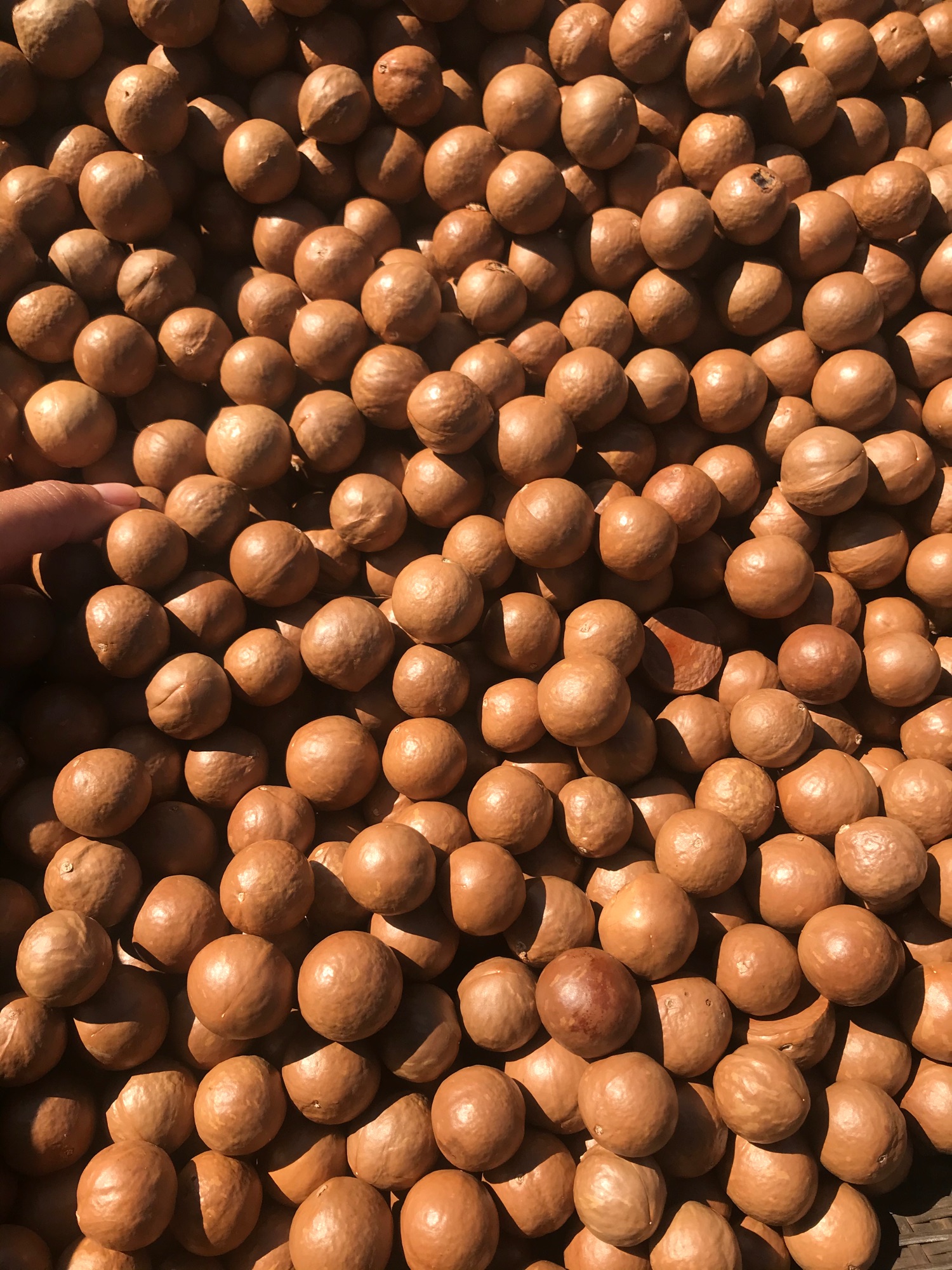 500gr hạt macca tươi đã tách vỏ xanh