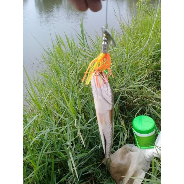 spinner câu cá lóc, mồi thìa câu lure
