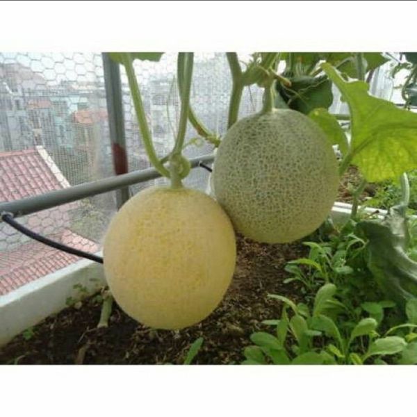 10 Hạt Dưa Lưới Xanh