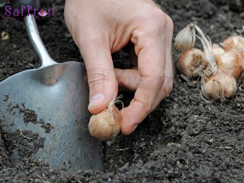Combo 20 Củ hoa nghệ tây (Saffron) lấy nhụy