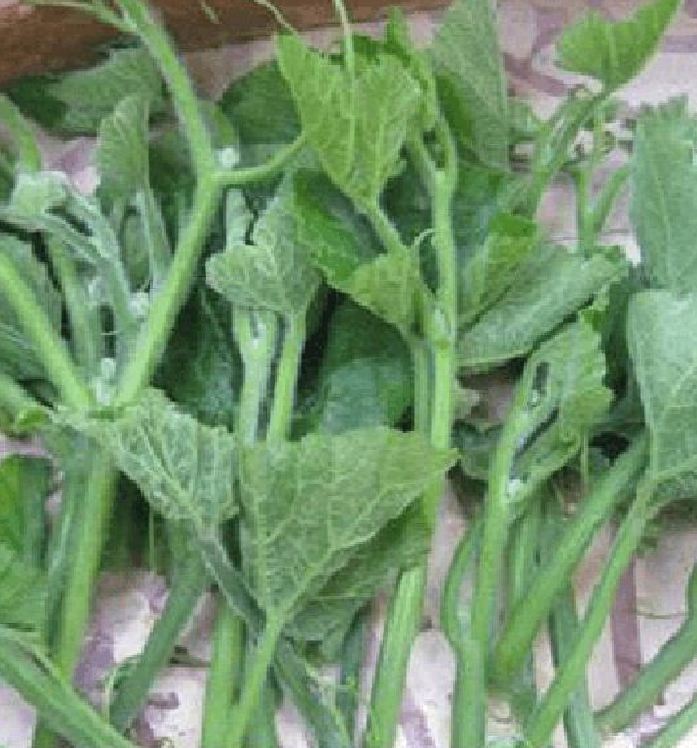 Hạt giống Bí Ngọn Siêu Mập Cao Sản 10gr/gói
