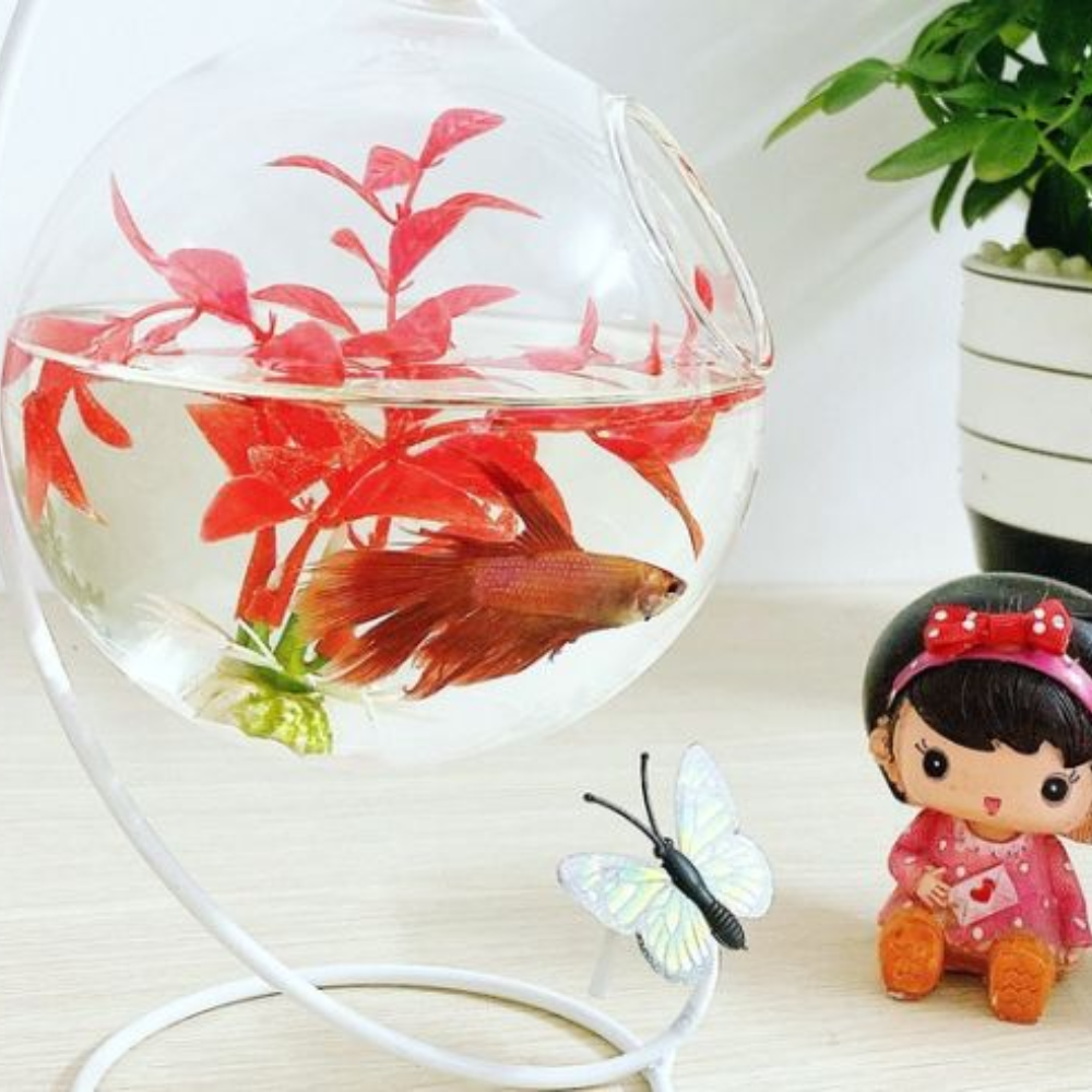 Bể cá mini treo khung chữ C để bàn