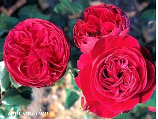 Hoa hồng ngoại red leonardo da vinci Rose