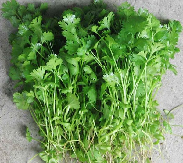 Hạt Rau Ngò Rí - Gói 20 Gram