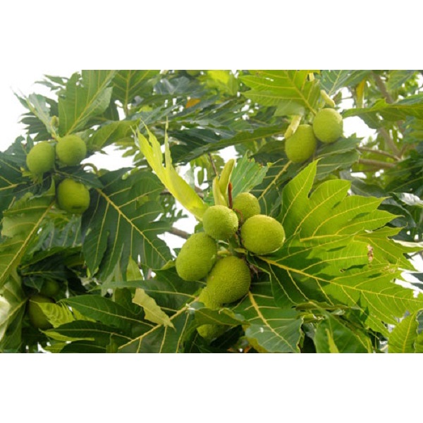 Cây giống cây sa kê