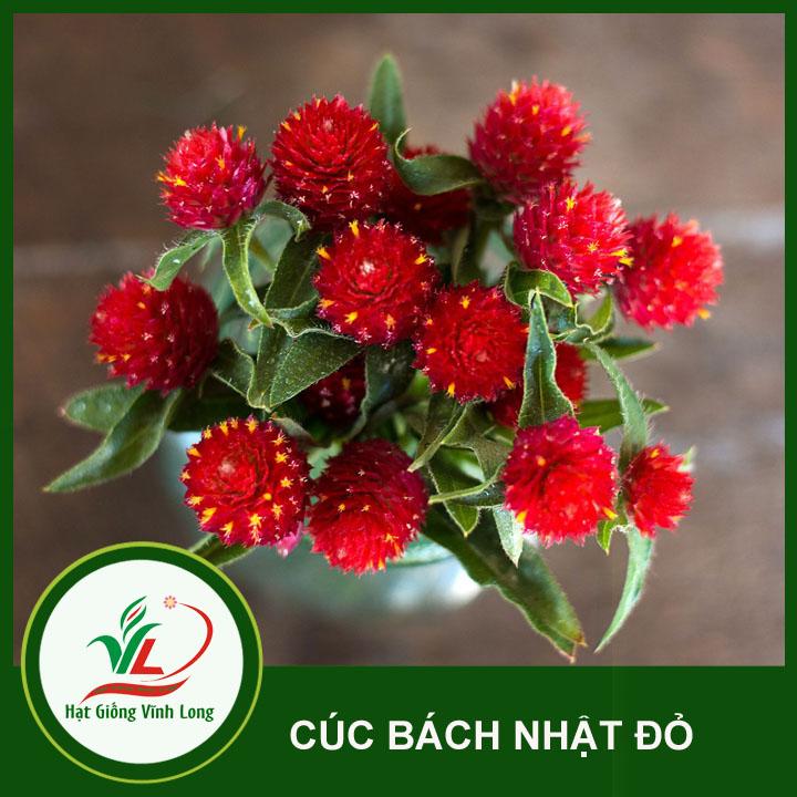 Hạt giống hoa Cúc Bách nhật màu Đỏ RD 862 - 0,1g