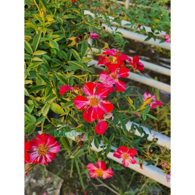 [Cây giống hoa] Hồng BỤI Nhật Kazehanabi (hồng sọc cánh đơn hoa chùm) size chậu C9- Thegioiraumam