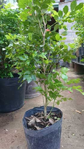 Cây nguyệt quế cây nguyệt quế hoa thơm ngát, cây lớn gửi nguyên bầu + tặng 3 cây quế dược liệu