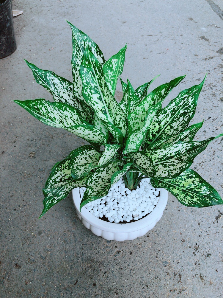 Chậu Ngọc Ngân