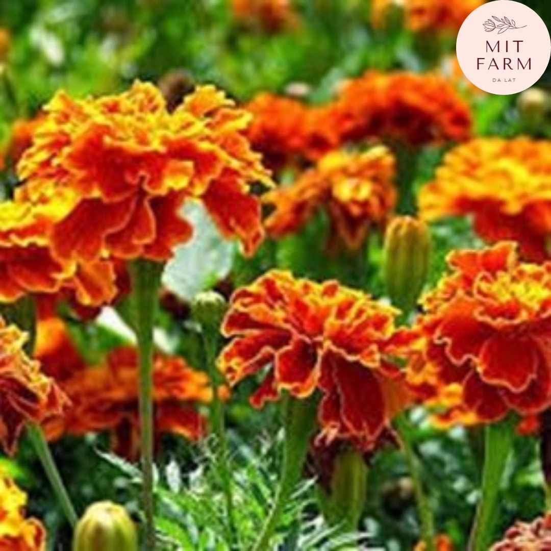 Hạt giống Hoa Vạn Thọ Pháp Ban Mai