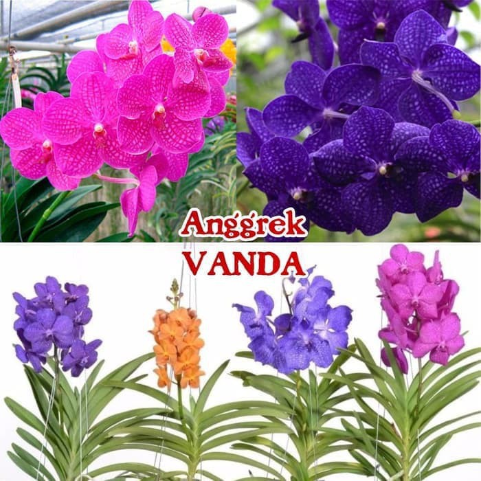 cây giống lan vanda, hàng nhập thái lan, đủ màu