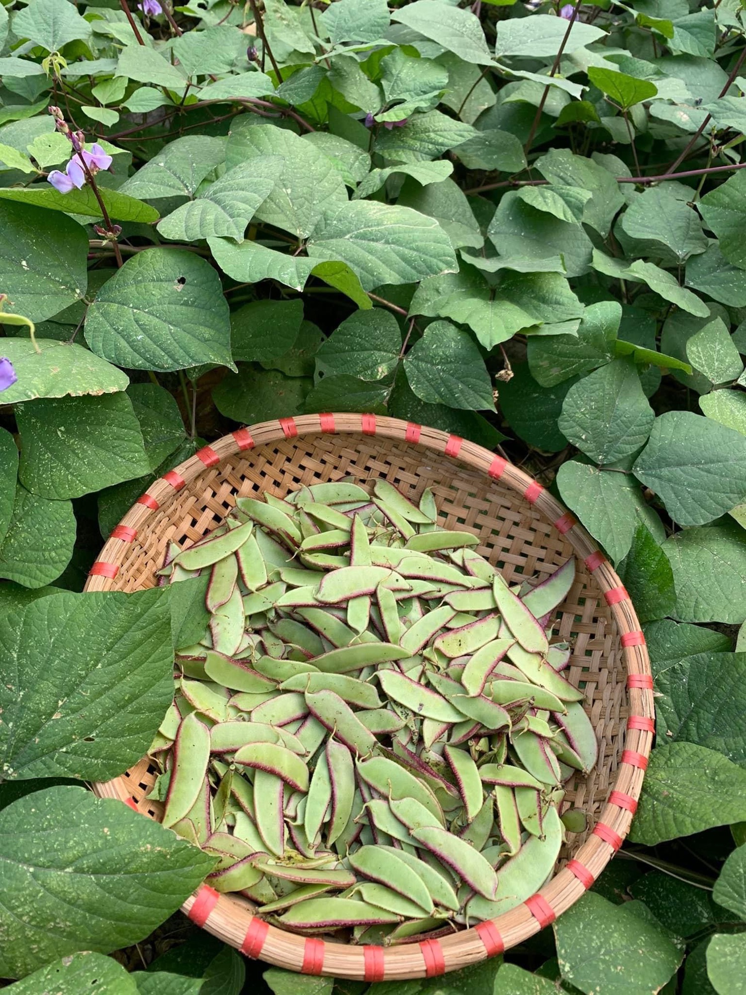 Hạt giống rau đậu ván xanh