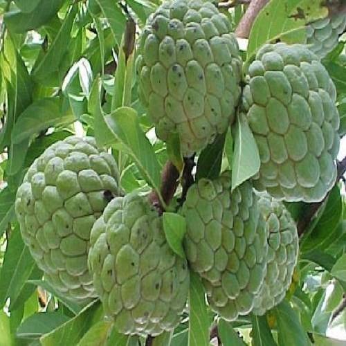 Cây giống na thái FDG
