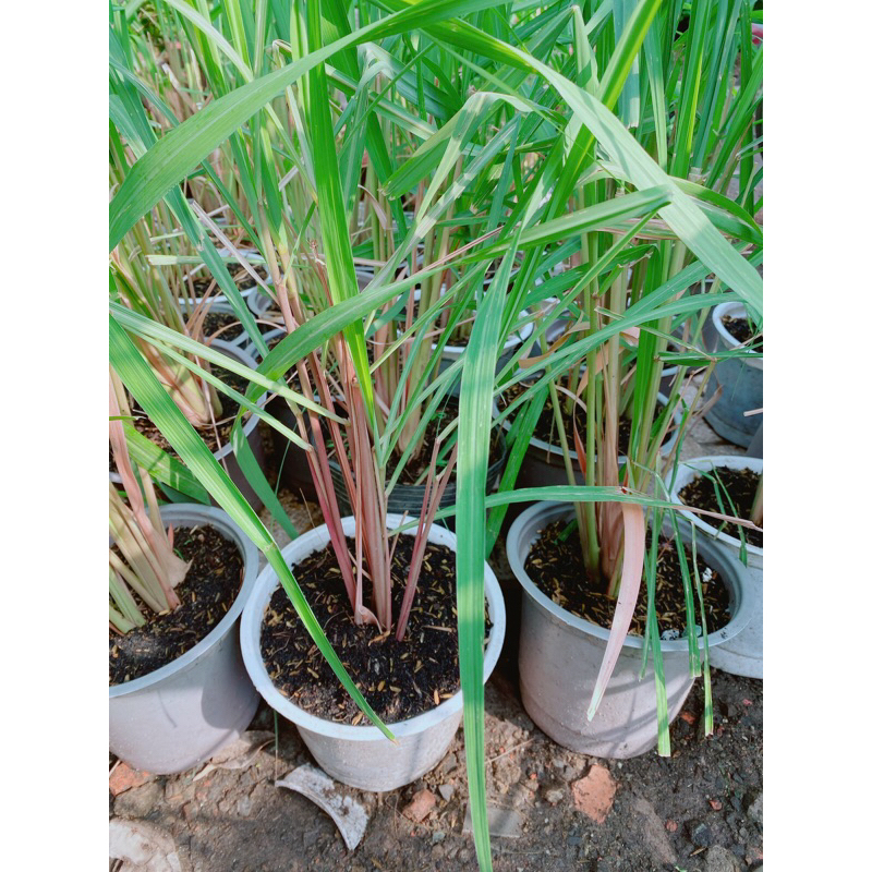 Bụi Sả Thái (Sả Java)