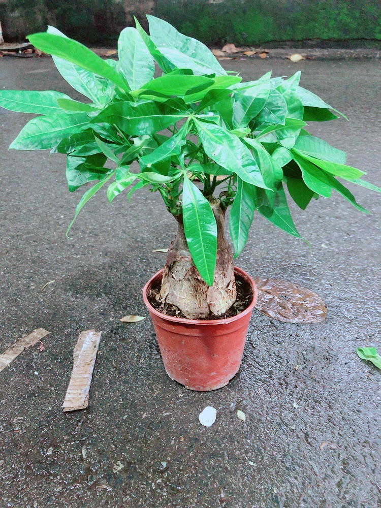 Kim Ngân 1 Thân Lớn