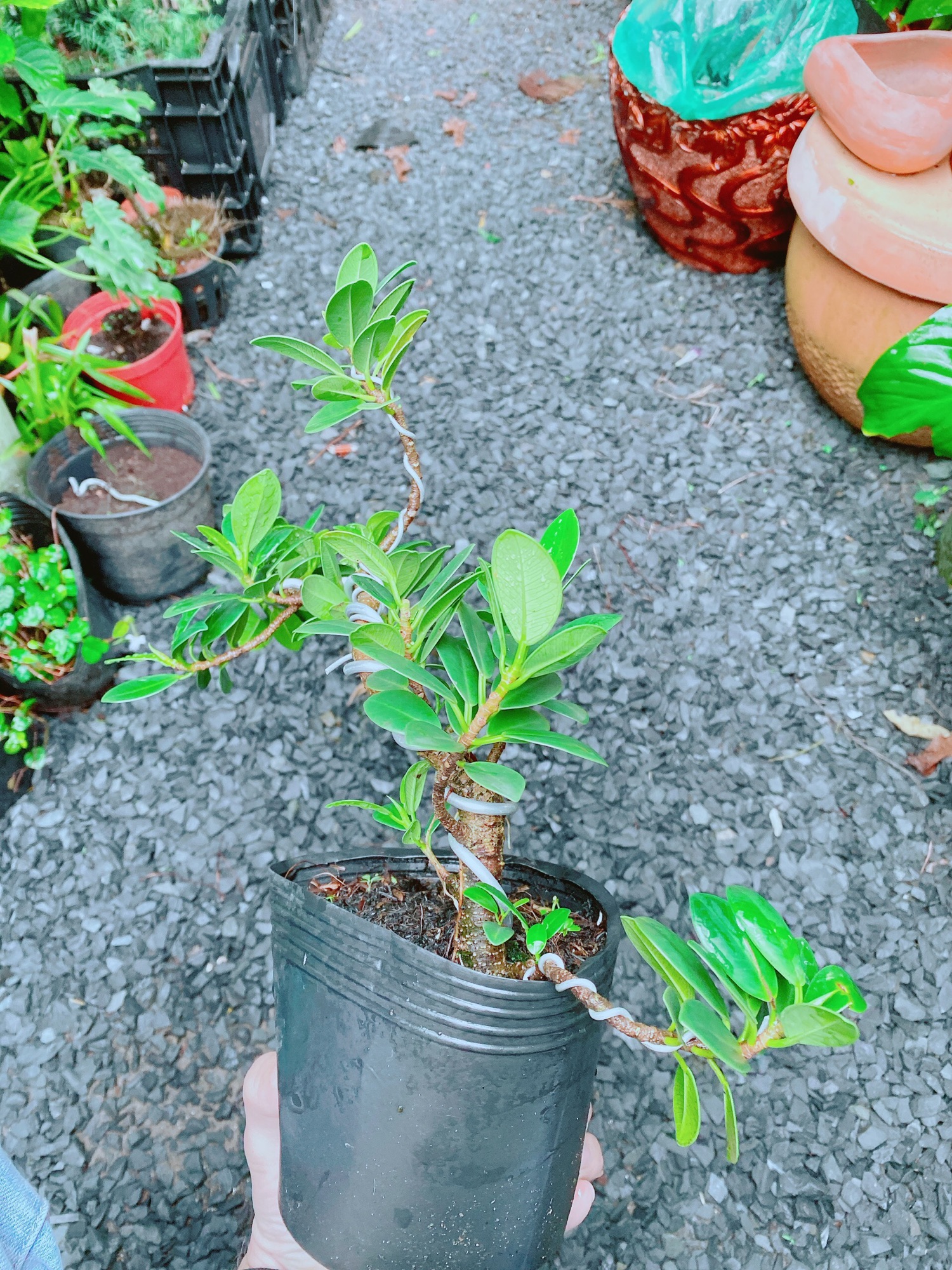 Cây Da Nhật Bonsai