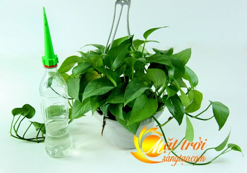 Vòi tưới cây tự động
