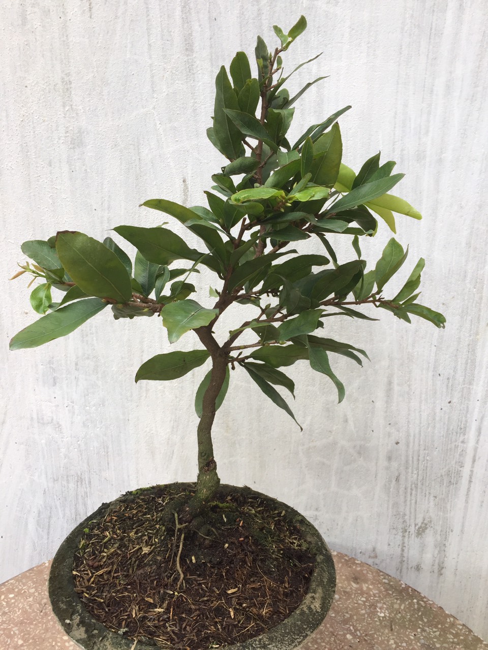 Mai Giảo Thủ Đức 1,5 mùa