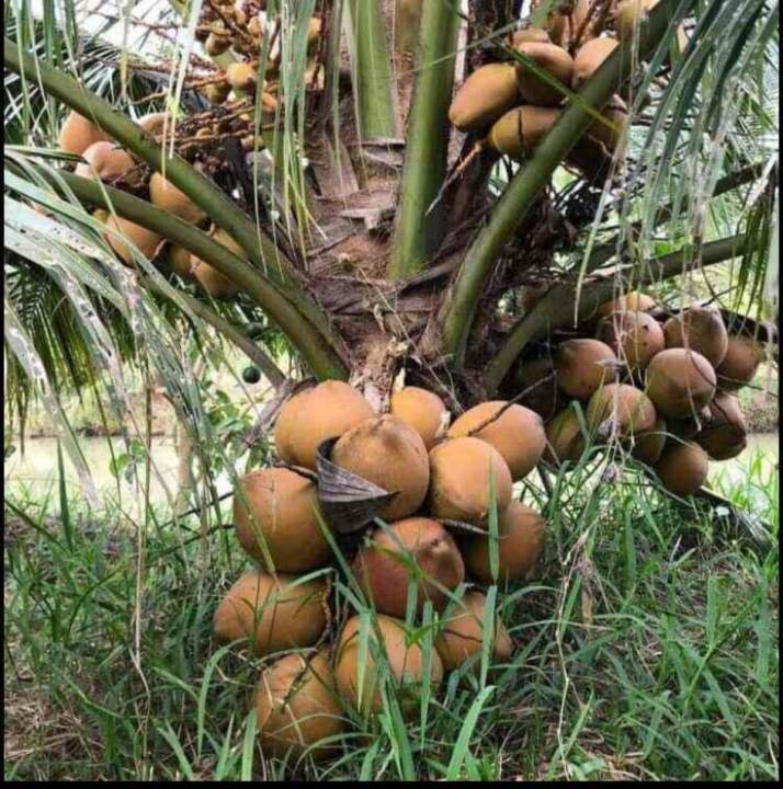 DỪA XIÊM ĐỎ LÙN SIÊU TRÁI