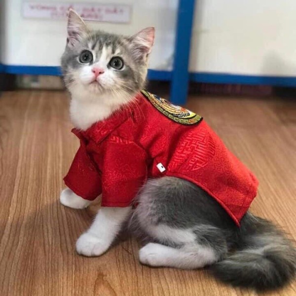 Áo tết chó mèo vải gấm, áo dài tết cho chó mèo họa tiết ngẫu nhiên