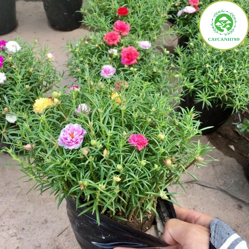 Cây hoa mười giờ nhiều màu