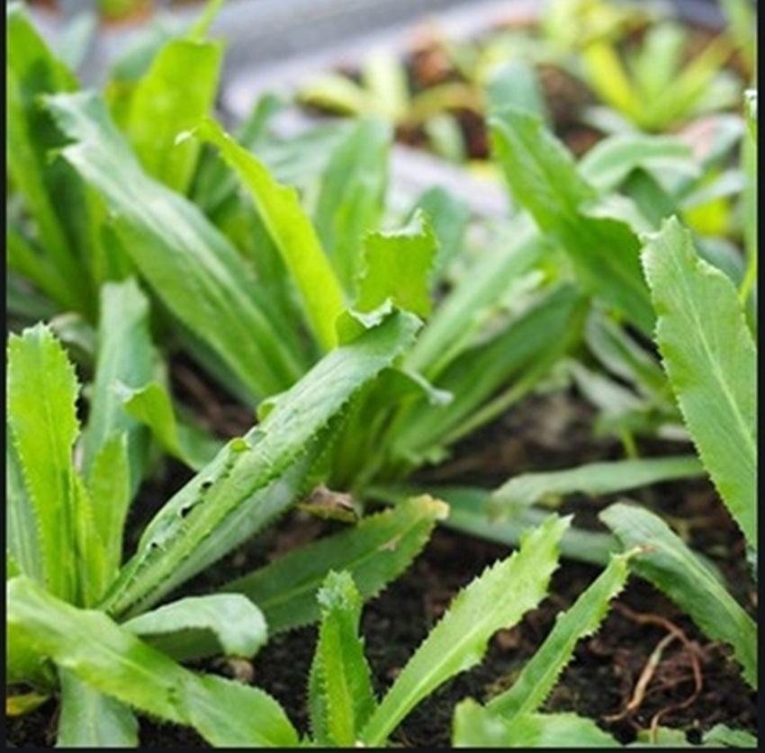 Hạt giống rau thơm mùi tàu răng cưa