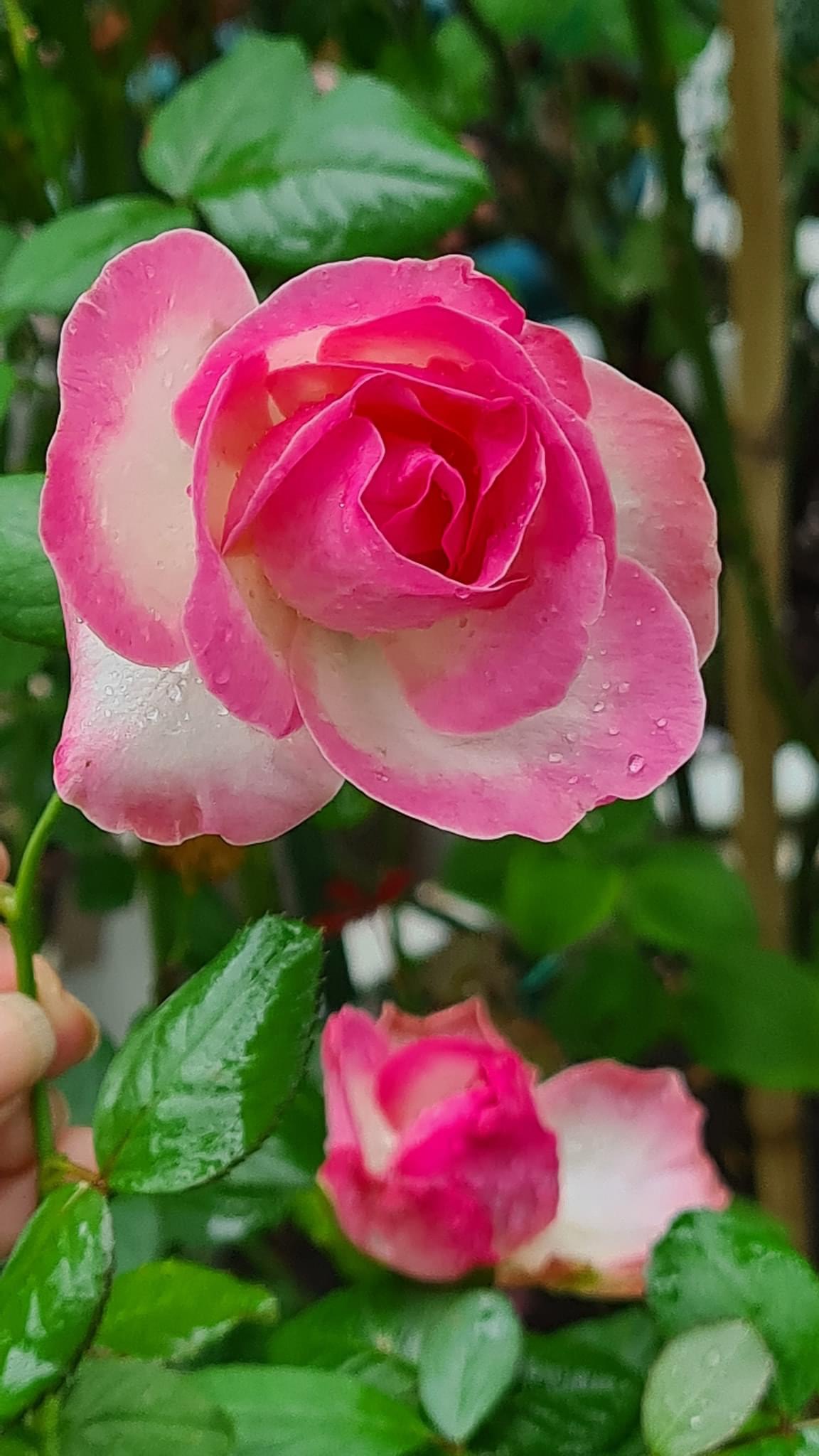 Hoa hồng Ngoại Monaco Rose