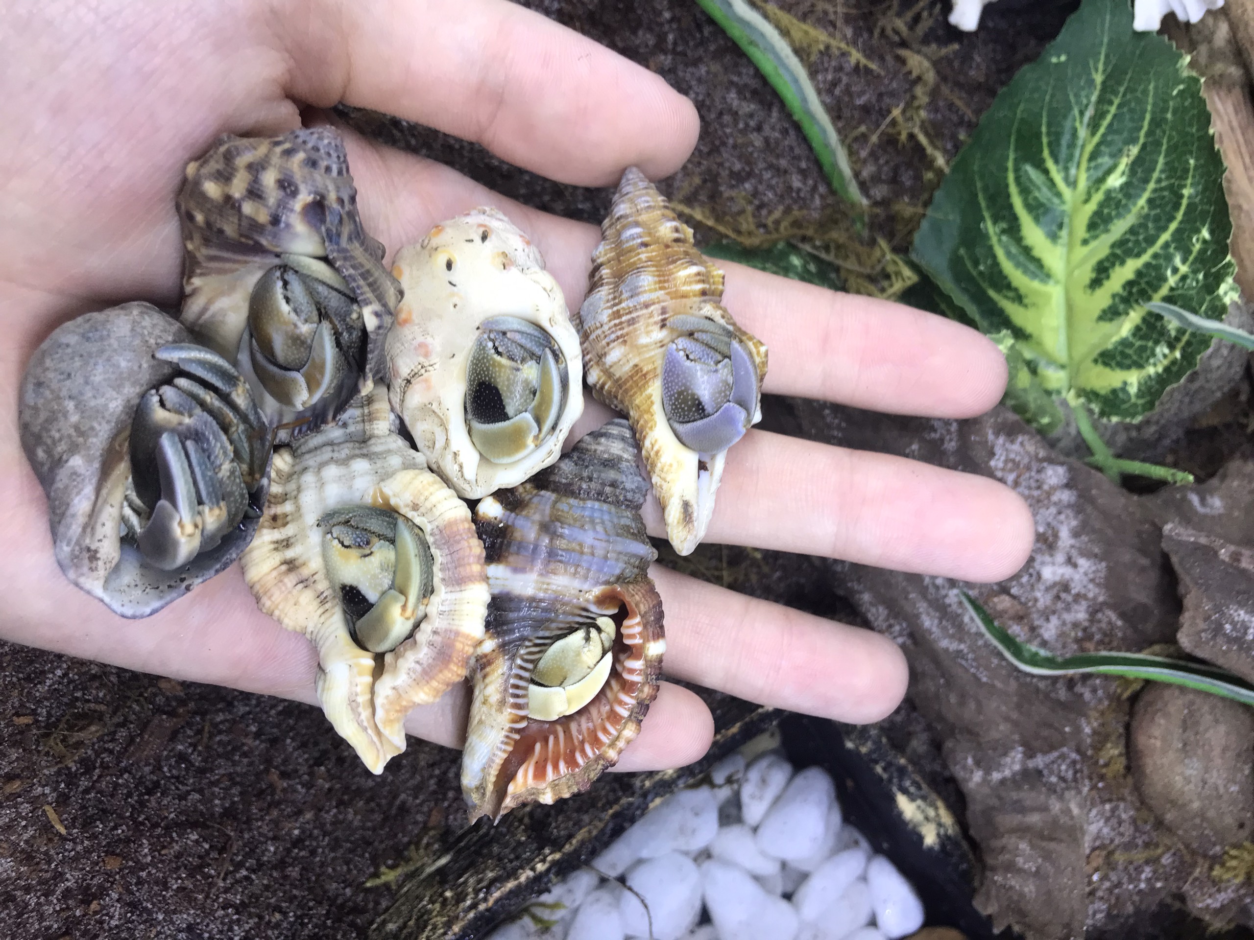 Combo 5 OMH Rugos size trung (phụ kiện trang trí thú cưng nhỏ)