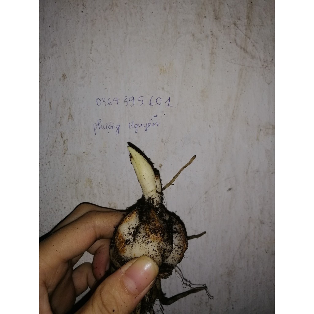 Củ hoa ly lùn trồng tết, củ đẹp