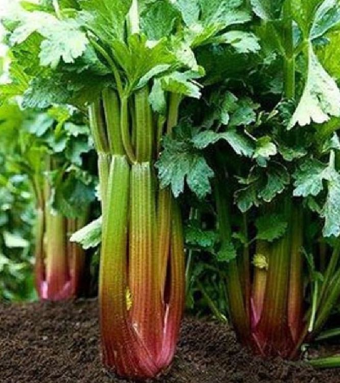 Combo 2 gói rau cần tây ( 1 gói cần tây đỏ + 1 gói cần tây xanh )